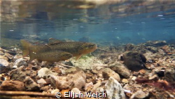 Spawning Brown Trout by Elijah Welch 